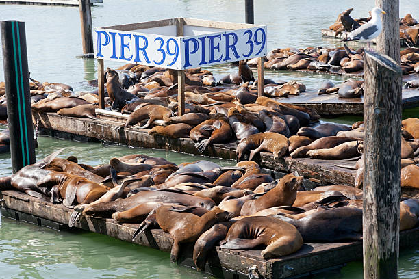Pier 39 Seals Seals and Sea lions slumbering in the sunshine at San Francisco's Pier 39. Horizontal. fishermans wharf stock pictures, royalty-free photos & images