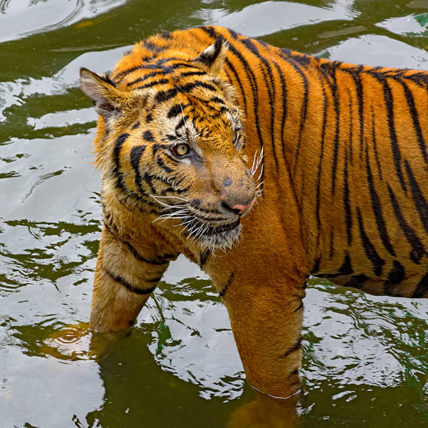 istock Tiger in the water 495726416
