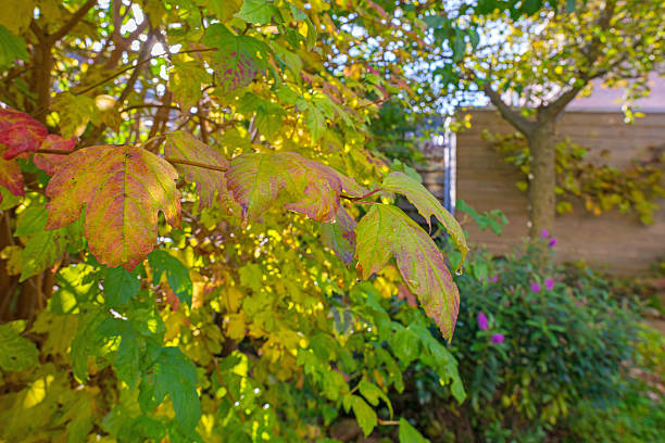 istock Garden in autumn colors in sunlight 495727362