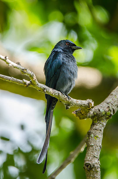 drongo cinza - lalbagh - fotografias e filmes do acervo