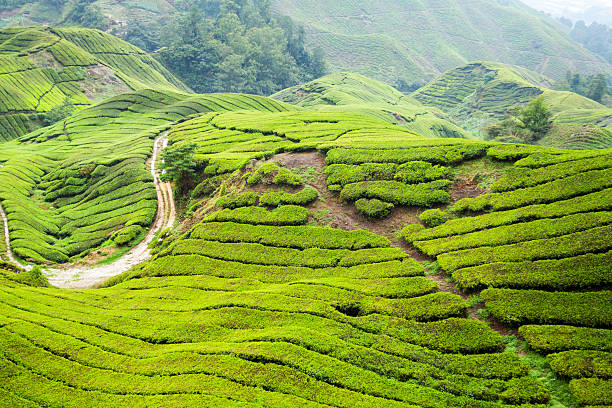 istock Forenoon in tea plantation Sungai Palas 495727886
