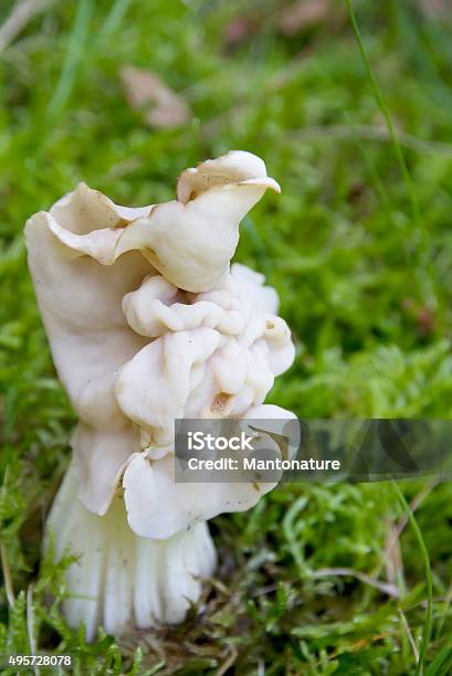 White Saddle Mushroom Stock Photo - Download Image Now - 2015, Ascomycete, Autumn