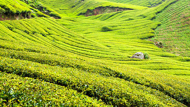 istock Tea plantation at morning 495728238