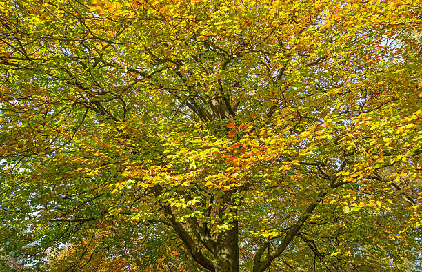 istock Foliage of  a tree in autumn colors in sunlight 495728622