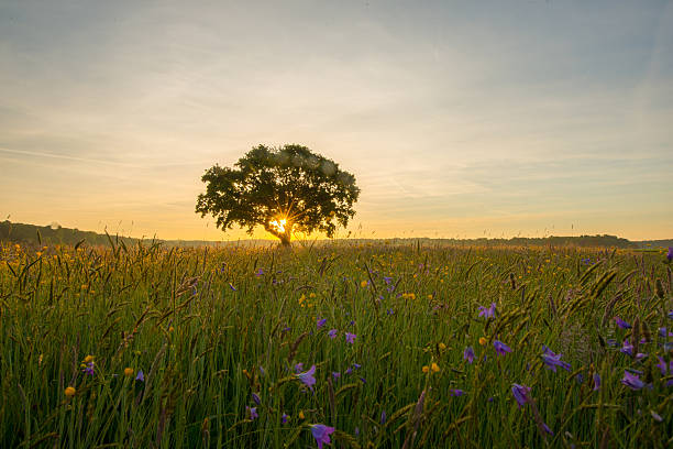 istock Tree in the meadow at sunrise 495729268