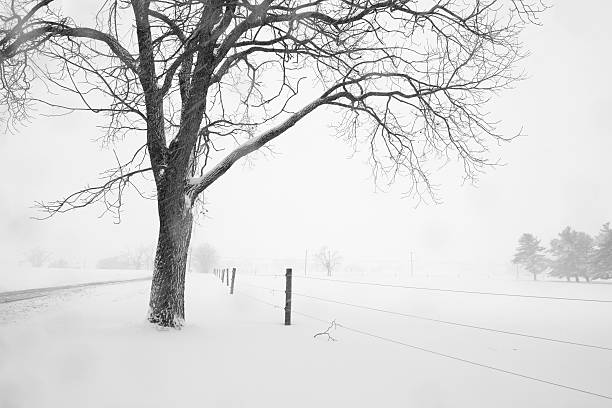 Walnut Tree and Fence During Snow Storm stock photo