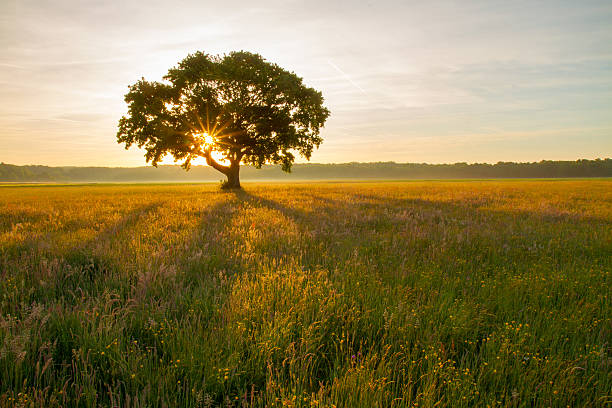 istock Tree in the meadow at sunrise 495729350