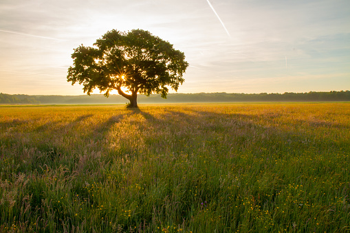 Single tree in the middle of the meadow full of temperate flowers at sunrise.
