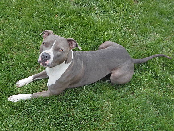 istock Dog laying in the yard. 495729432