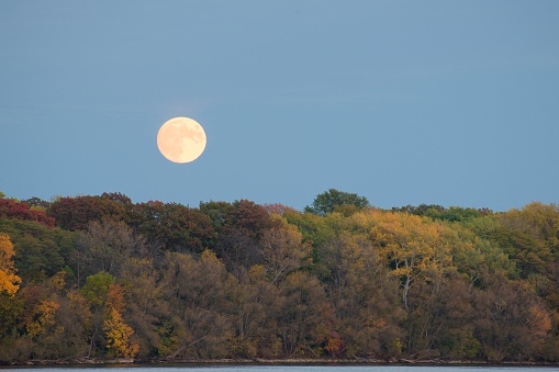A full harvest moon rising over the trees, resplendent in their fall colours, on the north bank of the Niagara River, seen from Niagara on the Lake, Ontario, Canada