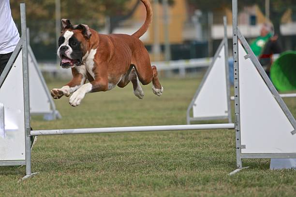 Boxer in agility competition stock photo