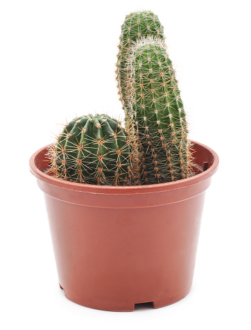 Three cactus in a pot isolated on white background.