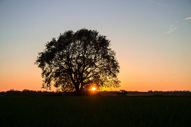 istock Tractor on the field at sunset 495729716