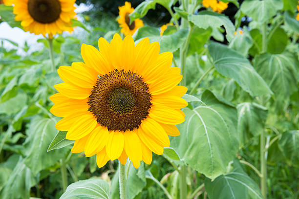 310+ Sunflower Himawari Stock Photos, Pictures & Royalty-Free