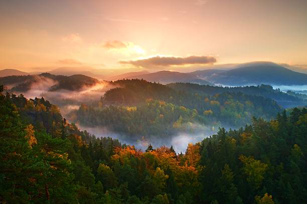 istock Autumn colors. Misty pine forest on mountain slope in reserve 495731710
