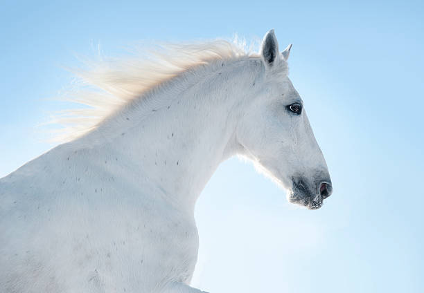 istock white horse in blue sky 495731755