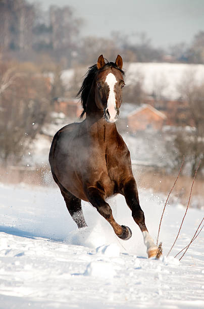 istock Horse gallops in winter 495731763