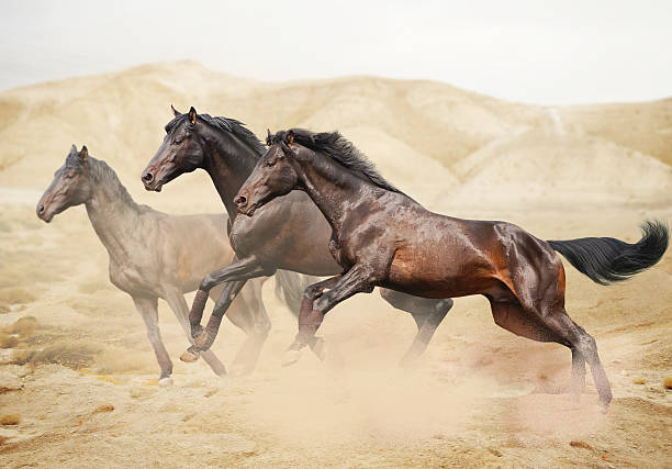 純血種のホワイトのアラビアの馬の砂漠 - horse arabian horse arabia white ストックフォトと画像