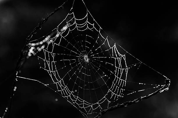 istock JEWELS OF THE WEB 495731901