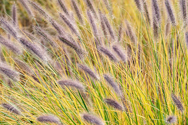 Fountain grass viridescens Close-up of pennisetum viridescens blooming in autumn. pennisetum stock pictures, royalty-free photos & images