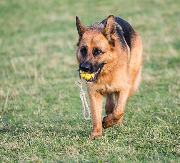 istock German Shepherd Dog action shot 495732234