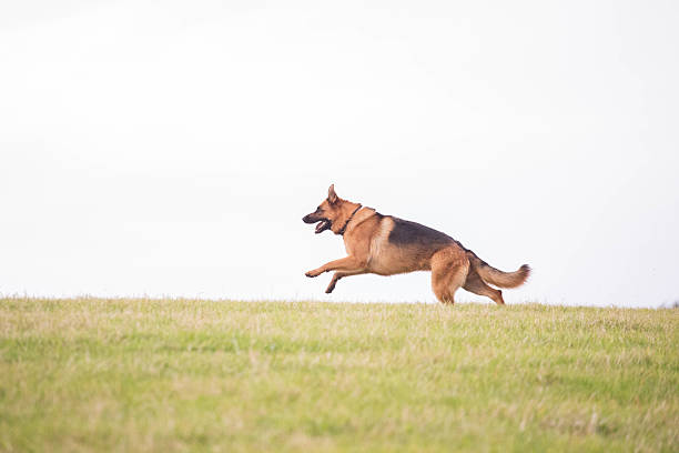 German Shepherd Dog action shot