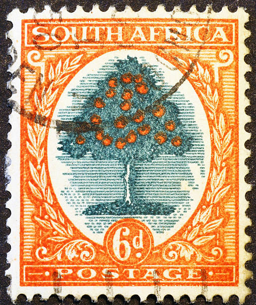 istock Orange tree on old southafrican stamp 495732355