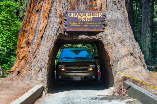 Redwood NP, California - May 21, 2013: Famous attraction of the Redwood National Park - a drive through tree