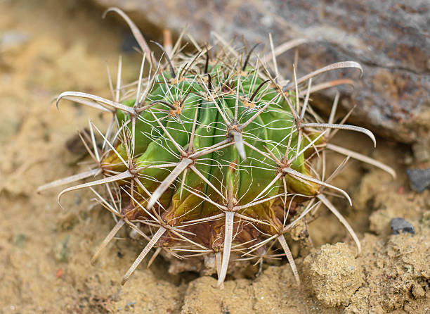 istock small green plant cactus 495732647