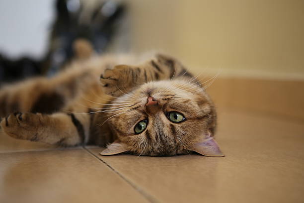 istock Green-eyed cat lying on its back 495732687