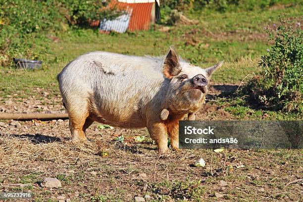 Large Pig In Field Stock Photo - Download Image Now - Pot-bellied Pig, 2015, Agriculture