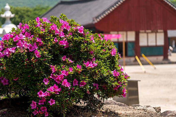 istock royal azalea in a temple 495733809