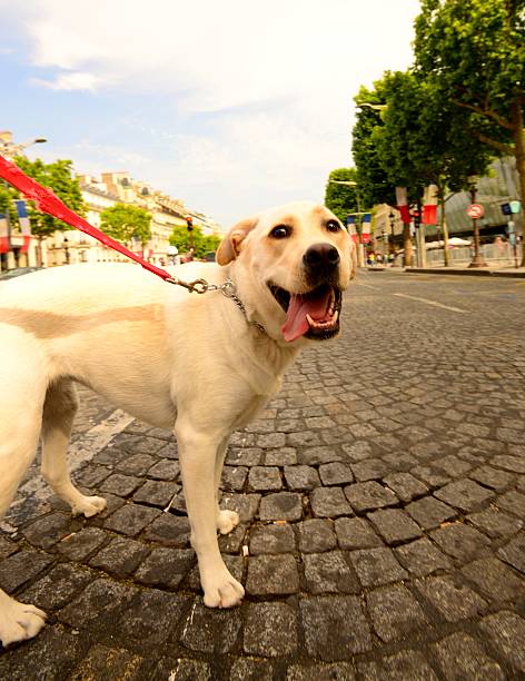 istock Dog Crossing a Street In Paris 495733993