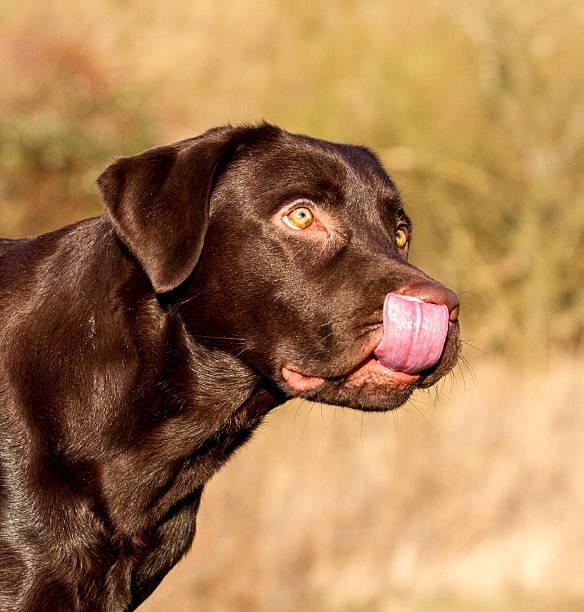 istock Chocolate Labrador licking it's nose 495734356