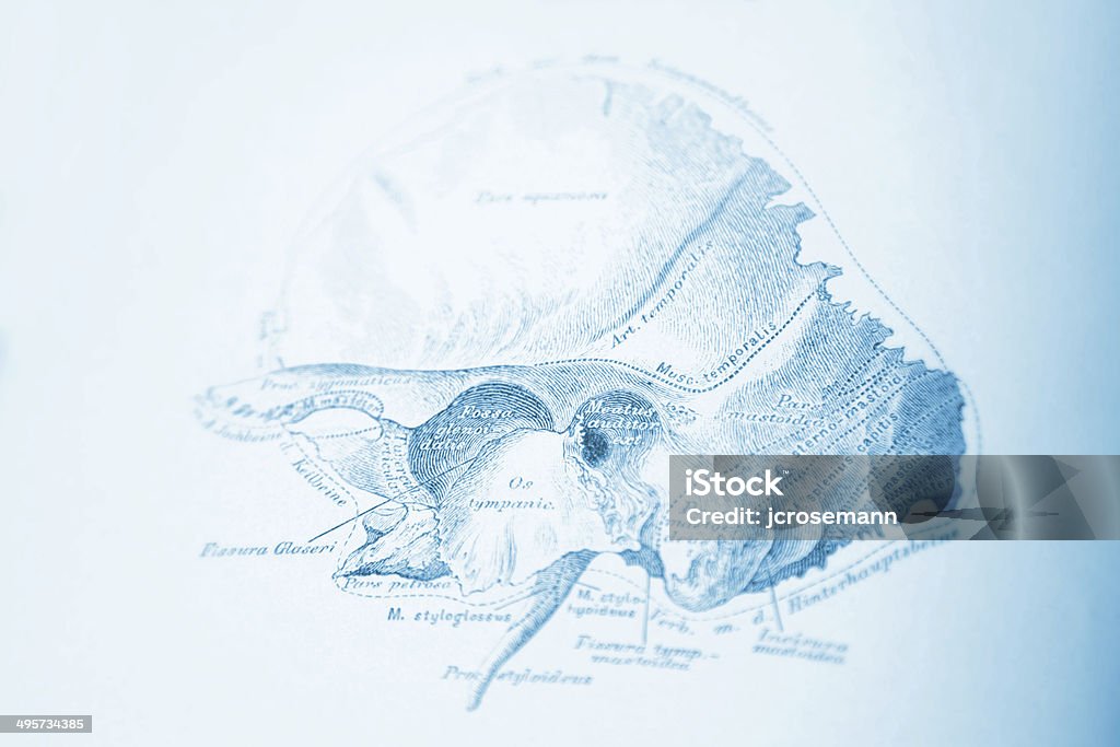 Part of the Human Skull Engraving from "Die descriptive und topographische Anatomie des Menschen"; by Dr. C. Heintzmann. Published by Wilhem Braumüller, Vienna (1884). Photographed and edited by J. C. Rosemann. Anatomy stock illustration