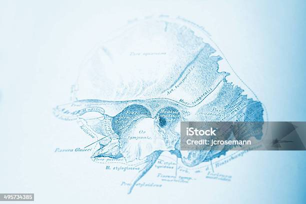Part Of The Human Skull Stock Illustration - Download Image Now - Anatomy, Antique, Biomedical Illustration