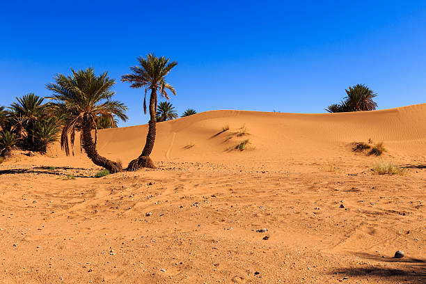 istock palm in the  desert 495734428