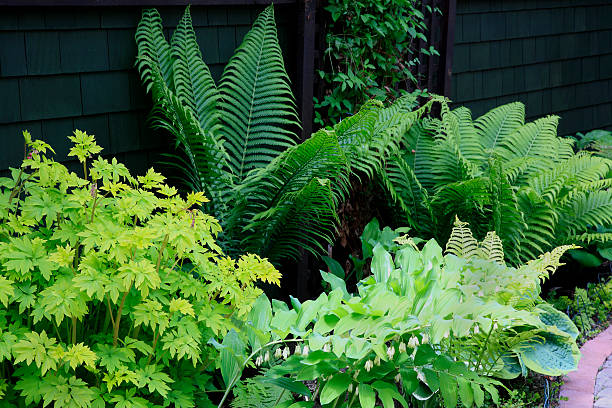 istock Early Spring Plants That Thrive In A Shade Garden 495734867