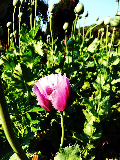 opium - poppy flower opium poppy formal garden stock-fotos und bilder