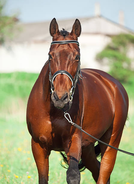 istock Walking  bay sportive horse on longe 495735387