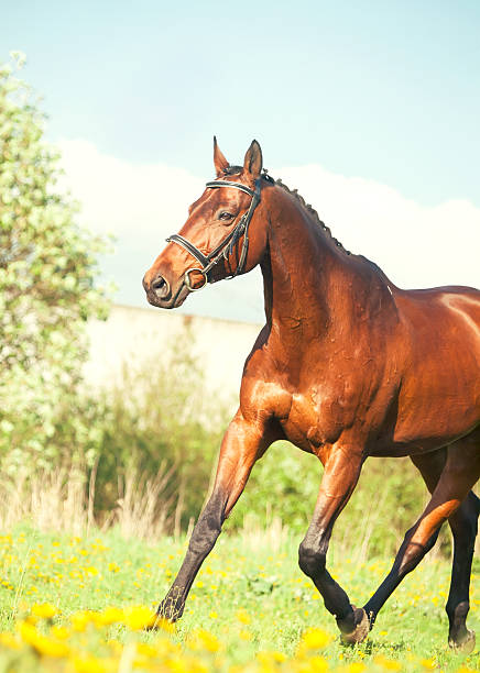 istock Running  bay sportive horse in the spring meadow 495735587