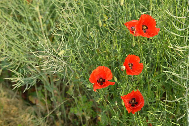 istock Several red poppy blossoms in a rape seed field 495736031