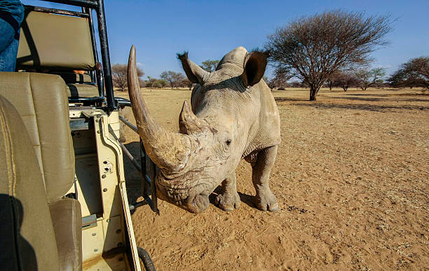 Rhino close to a car in Namibia stock photo