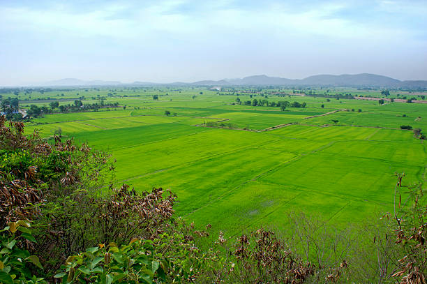 istock Green rice paddy field, Thailand. 495736267