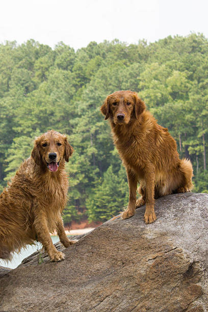 istock Two golden retrievers standing on rocks 495736386