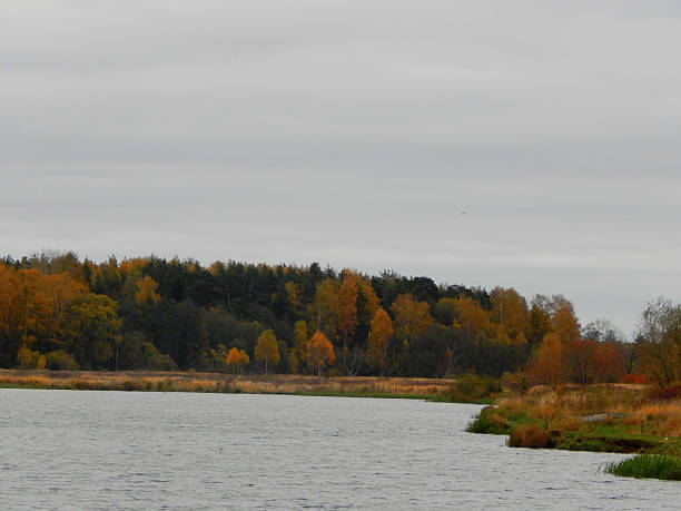 istock autumn landscape on the lake 495736556