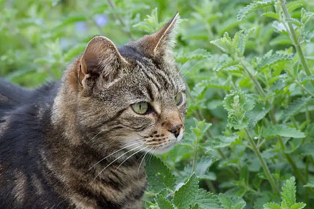 Photo of Catmint (nepeta) cats favorite.