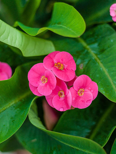 istock Crown of Throns flower 495737147