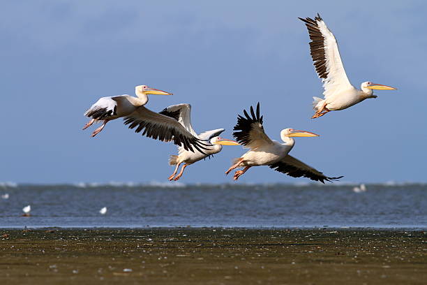 istock group of pelecanus onocrotalus in air 495737405