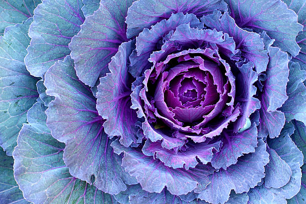 Decorative Cabbage - Kale A kale by any other name would smell as sweet. kale photos stock pictures, royalty-free photos & images